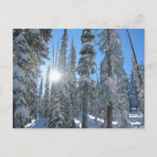 Zon door bomen in de winter briefkaart