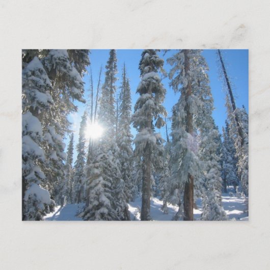 Zon door bomen in de winter briefkaart (Voorkant)