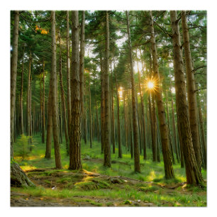 Zon door de bomen perfect poster