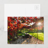 Zon door herfstbladeren, Kroatië Briefkaart (Voorkant / Achterkant)