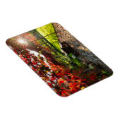 Zon door herfstbladeren, Kroatië Magneet (Rechterzijde)