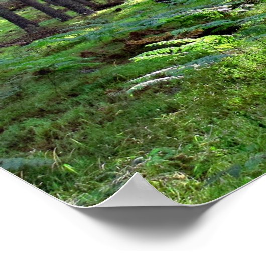 Zon door het bos poster (Hoek)