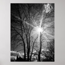 Zon en boomtak tracery poster