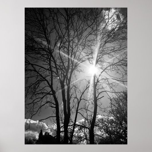 Zon en boomtak tracery poster (Voorkant)