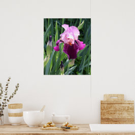 Zon gekuste Roze Iris Bloem Poster