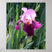 Zon gekuste Roze Iris Bloem Poster (Voorkant)