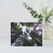 Zon in bomen op de Roan Mountain Briefkaart (Staand voorkant)