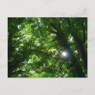 Zon in de Bomen Briefkaart