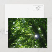 Zon in de Bomen Briefkaart (Voorkant / Achterkant)