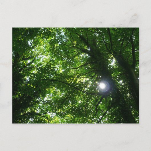 Zon in de Bomen Briefkaart (Voorkant)