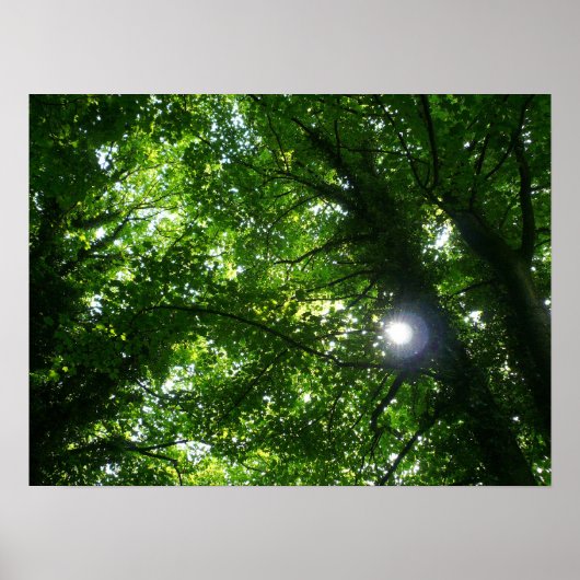 Zon in de Bomen Poster (Voorkant)