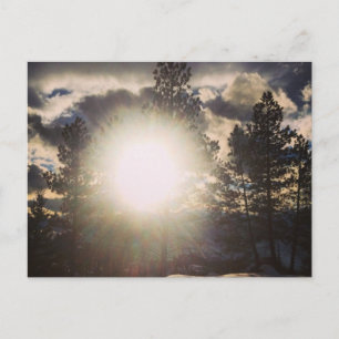 Zon in het Briefkaart Trees