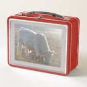 Zon Omringde Witte Koe Lunchbox (Voorkant)