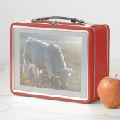 Zon Omringde Witte Koe Lunchbox (In situ)