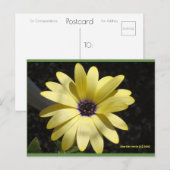 Zon op een gele daisy | Blue Beach Song™-Briefkaar Briefkaart (Voorkant / Achterkant)