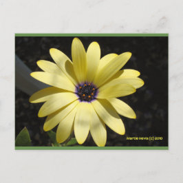 Zon op een gele daisy | Blue Beach Song™-Briefkaar Briefkaart