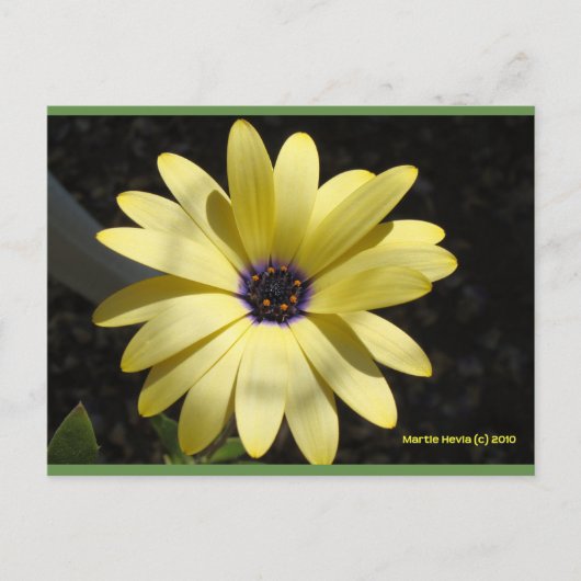 Zon op een gele daisy | Blue Beach Song™-Briefkaar Briefkaart (Voorkant)