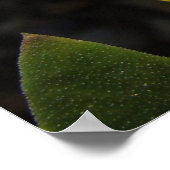 Zon op een gele daisy poster (Hoek)