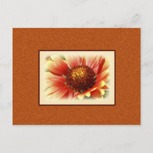 Zon Overgoten Gaillardia Foto Mist Je Briefkaart