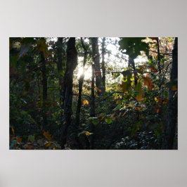 Zon piekt door Autumn Trees Poster