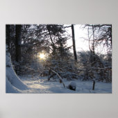 Zon reflectie door de bomen poster (Voorkant)