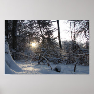 Zon reflectie door de bomen poster