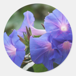 Zon Verlichte Blauwe en Lavendel Morning Glories Ronde Sticker