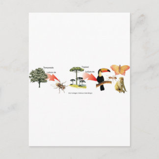 zona da mata tropical esquema didático briefkaart