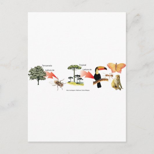 zona da mata tropical esquema didático briefkaart (Voorkant)