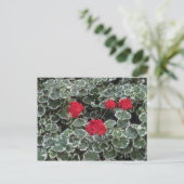 Zonaal-geraniumbloemen (Pelargonium Hortorum) Briefkaart (Staand voorkant)
