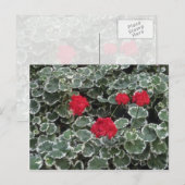 Zonaal-geraniumbloemen (Pelargonium Hortorum) Briefkaart (Voorkant / Achterkant)