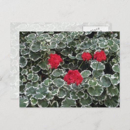 Zonaal-geraniumbloemen (Pelargonium Hortorum) Briefkaart (Voorkant / Achterkant)