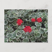 Zonaal-geraniumbloemen (Pelargonium Hortorum) Briefkaart (Voorkant)