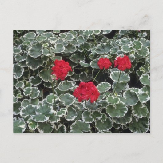 Zonaal-geraniumbloemen (Pelargonium Hortorum) Briefkaart (Voorkant)