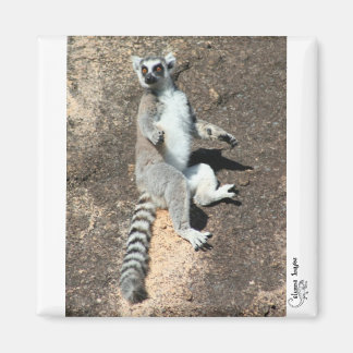 Zonaanbidding lemur magneet