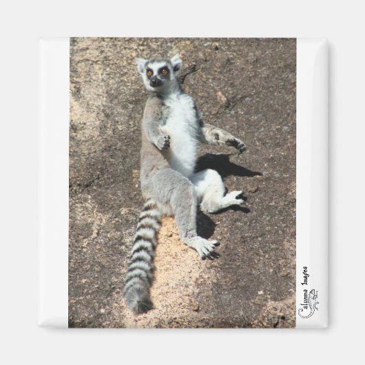Zonaanbidding lemur magneet (Voorkant)