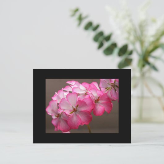 Zonale geranium "Cattolica" Briefkaart (Staand voorkant)