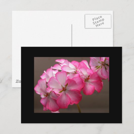 Zonale geranium "Cattolica" Briefkaart (Voorkant / Achterkant)