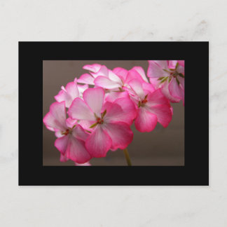 Zonale geranium "Cattolica" Briefkaart