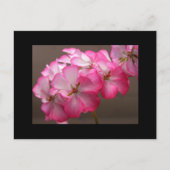 Zonale geranium "Cattolica" Briefkaart (Voorkant)