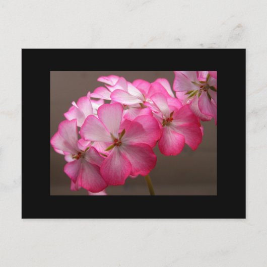 Zonale geranium "Cattolica" Briefkaart (Voorkant)