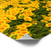 Zonbloemen Galore Poster (Hoek)