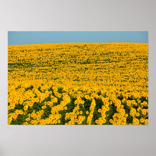 Zonbloemen Galore Poster (Voorkant)