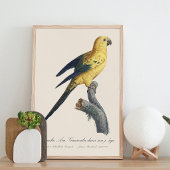 Zonconure Aratinga solstitialis Foto Afdruk