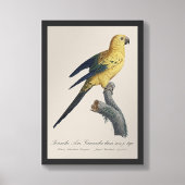 Zonconure Aratinga solstitialis Foto Afdruk