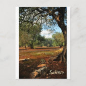 Zondag in de olijftuin briefkaart (Voorkant)