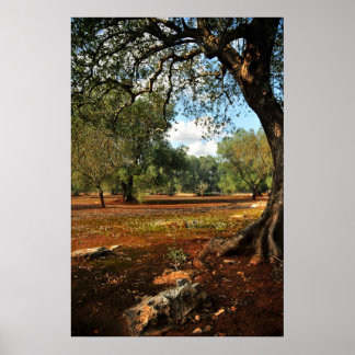 Zondag in de olijftuin poster