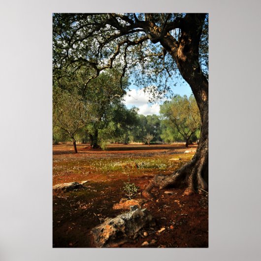 Zondag in de olijftuin poster (Voorkant)