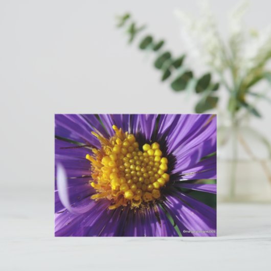 Zonder titel Aster nummer 8 Briefkaart (Staand voorkant)