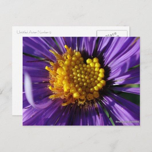 Zonder titel Aster nummer 8 Briefkaart (Voorkant / Achterkant)